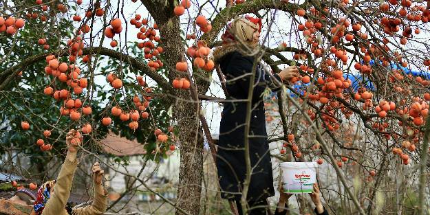 Cennet hurması pekmezi kadınlara yeni gelir kapısı olacak