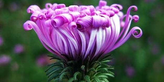 Cenneti anlatan ve müjdeleyen ayetler