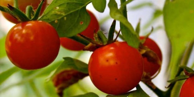 Çeri domates kanserden koruyor