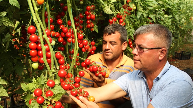 Çeri domates üreticisine kazandırıyor