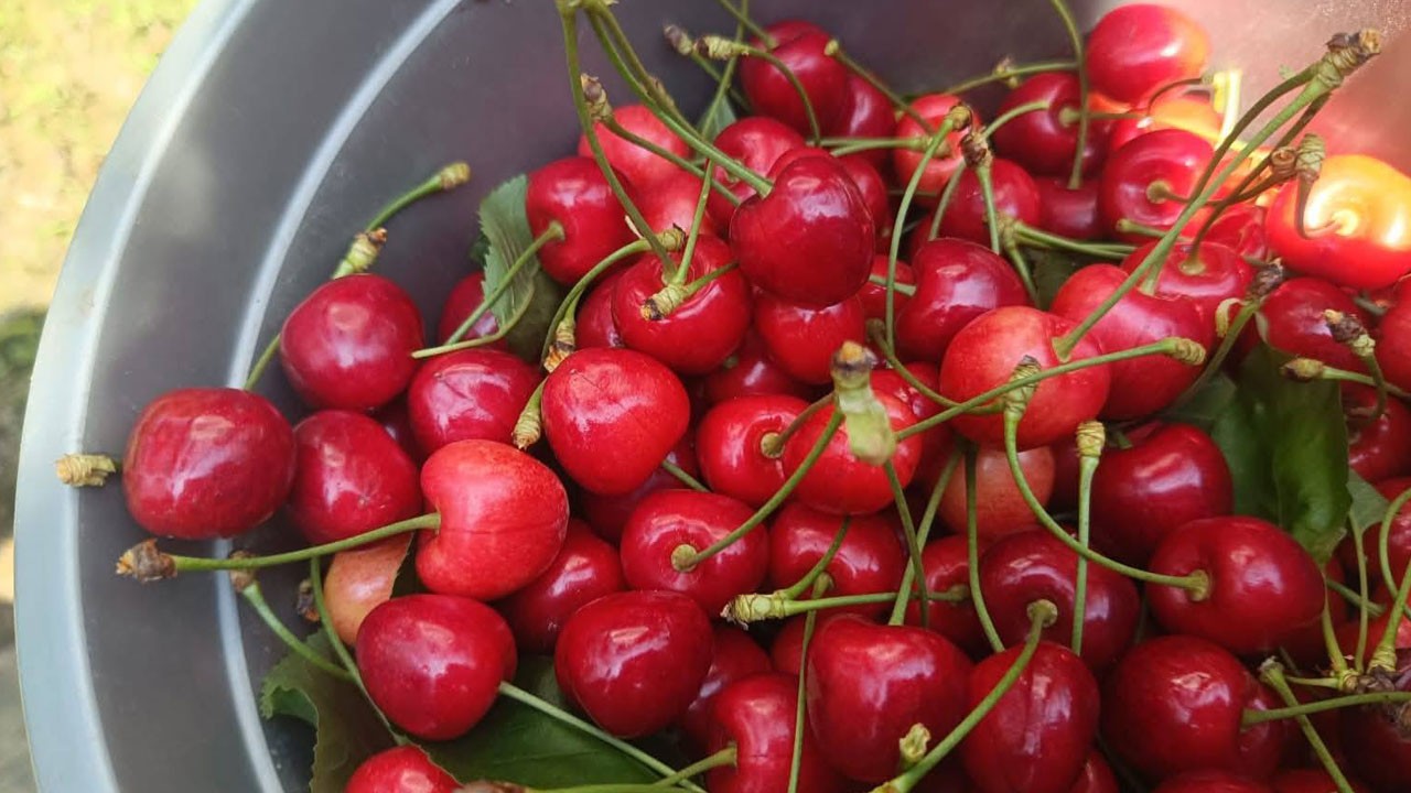 Çeribaşı kirazı coğrafi işaret aldı