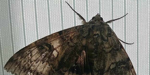 Çernobil’de kuş büyüklüğünde kelebek bulundu