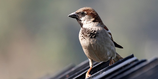 Çernobil'de serçe ölümleri başladı