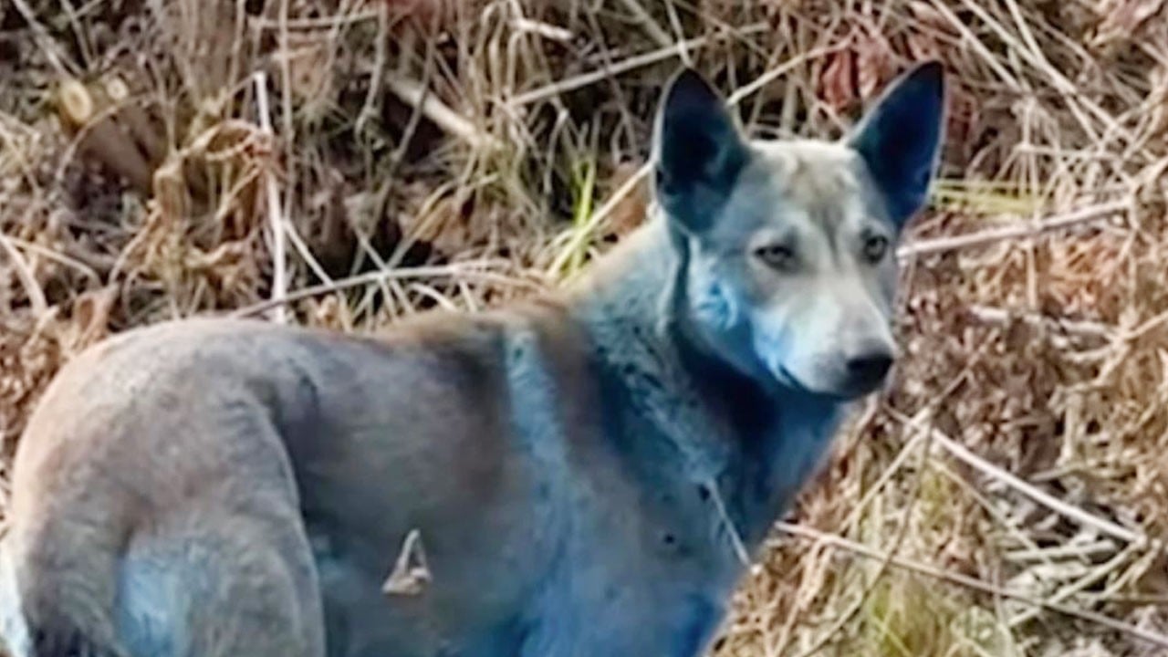 Çernobil'deki mavi köpeklerle ilgili dikkat çeken iddia: Radyasyon değil tuvalet!