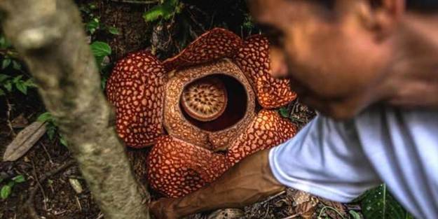 Ceset çiçeği olarak da bilinen 'Rafflesia arnoldii' açtı