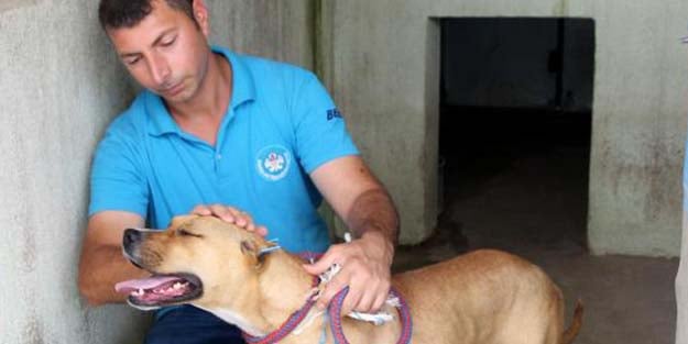 Çeşitli suçlara karışmış pitbull cinsi köpeklere klasik müzikli terapi!