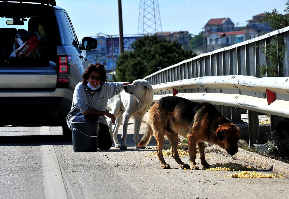 Çeşme’deki sokak hayvanları kısıtlama günlerinde aç kalmıyor 