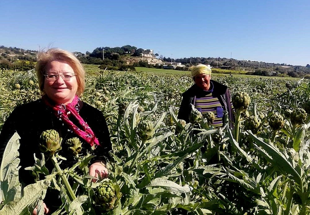 Çeşme’nin sakız enginarını tarladan tüketiciye ulaştırıyorlar 