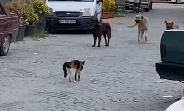 Cesur kedi 3 köpeğe böyle kafa tuttu