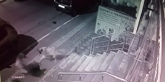 Cesur kedi, köpek çetesini böyle püskürttü