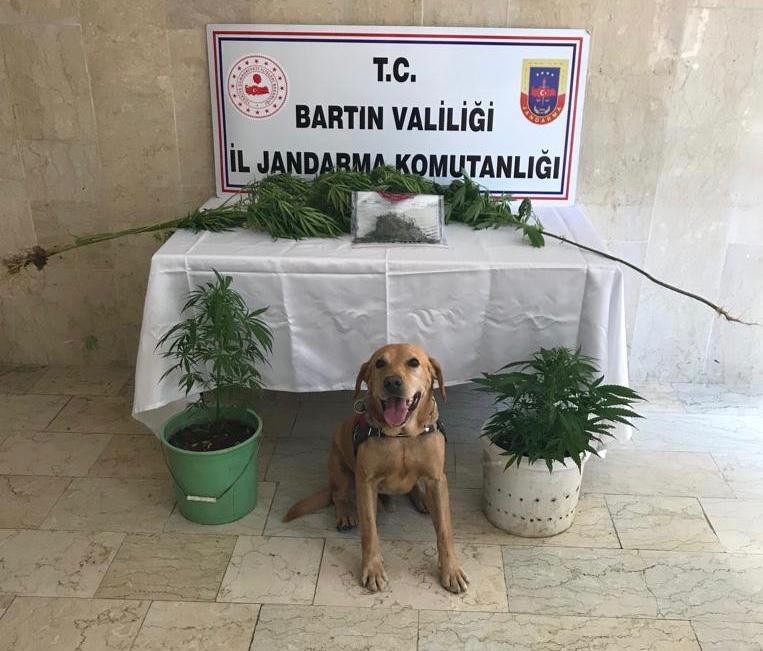 Cesur’dan uyuşturucuya geçit yok 