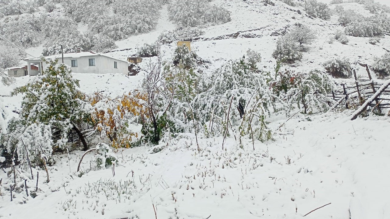 Ceviz hasadı kar altında kaldı!