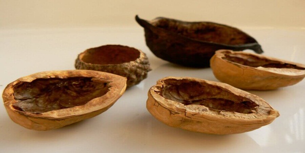 Ceviz kabuğunun insana faydaları nelerdir?