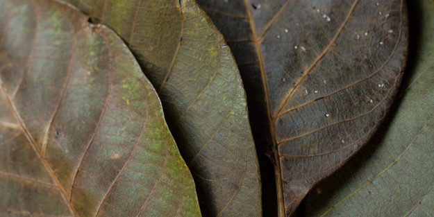 Ceviz yaprağı: Canlı kalkan gibi o hastalıkları savaş verip yok etti!
