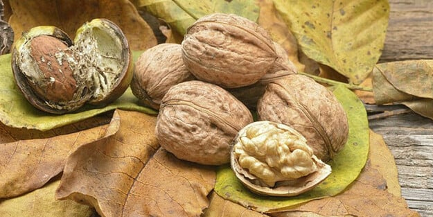 Cevizin kabuğunu çöpe atmak yerine başına sür! Ne varsa siler: Ne beyaz kalır ne bit ne de kir! Müthiş sonuç