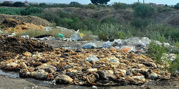 Çevre sakinleri isyan etti! Kesilen hayvanları...