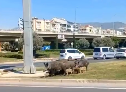 Çevredekiler ne yapacağını şaşırdı! Şehir merkezinde ürküten görüntü