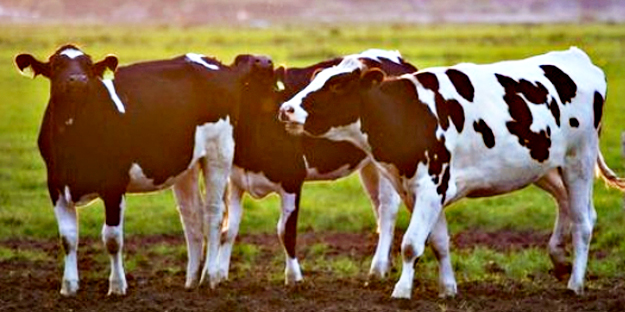 Çevrenizdeki insanları etkileyebileceğiniz 10 şaşırtıcı bilgi sizi şaşkına çevirecek!