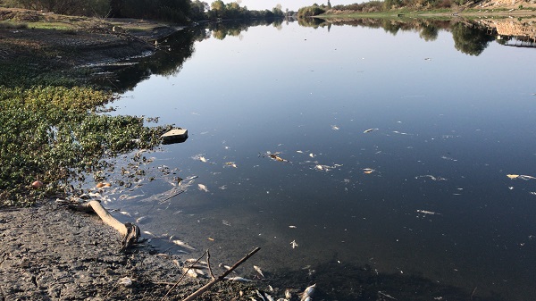 Ceyhan Nehri’nde balık ölümleri!