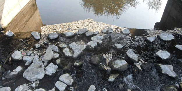 Ceyhan Nehri’nde binlerce ölüm! Nedeni araştırılıyor