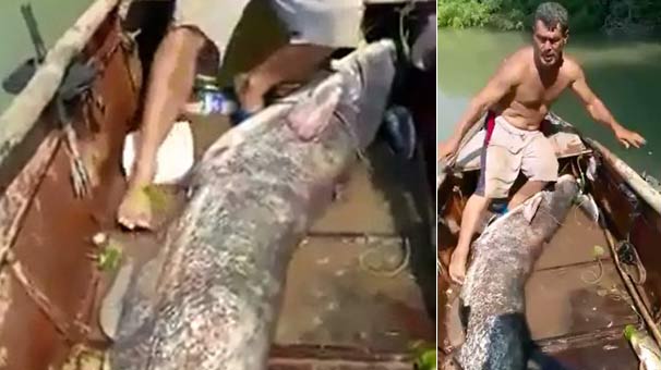 Ceyhan Nehri'nde dev yayın balığı yakalandı