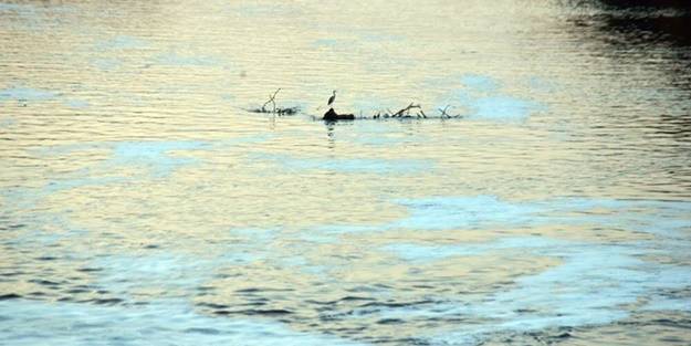 Ceyhan Nehri'nde endişelendiren görüntü