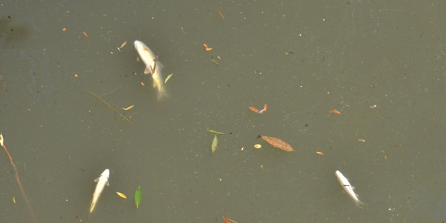 Ceyhan Nehri’nde ürküten görüntü! Balıklar telef oldu
