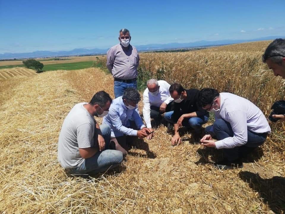 Ceyhan’da rüzgar buğdaya zarar verdi 