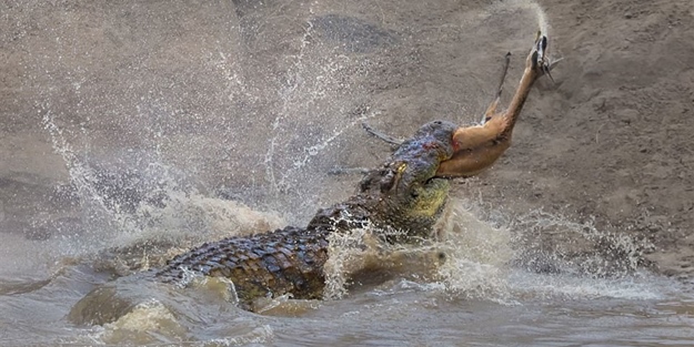 Ceylan dev timsaha av oldu!