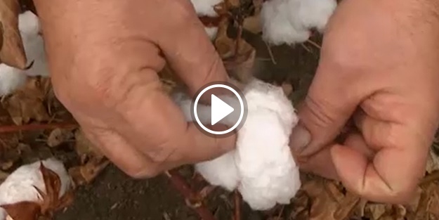 Çeyrek asır sonra yeniden pamuk yetiştiriyorlar