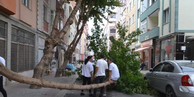 Çeyrek asırlık ağaç, şiddetli rüzgar nedeniyle devrildi