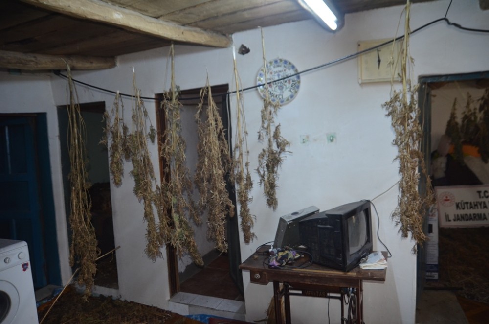 Cezaevindeki hükümlünün evinde kurutulmaya bırakılmış uyuşturucu bulundu 