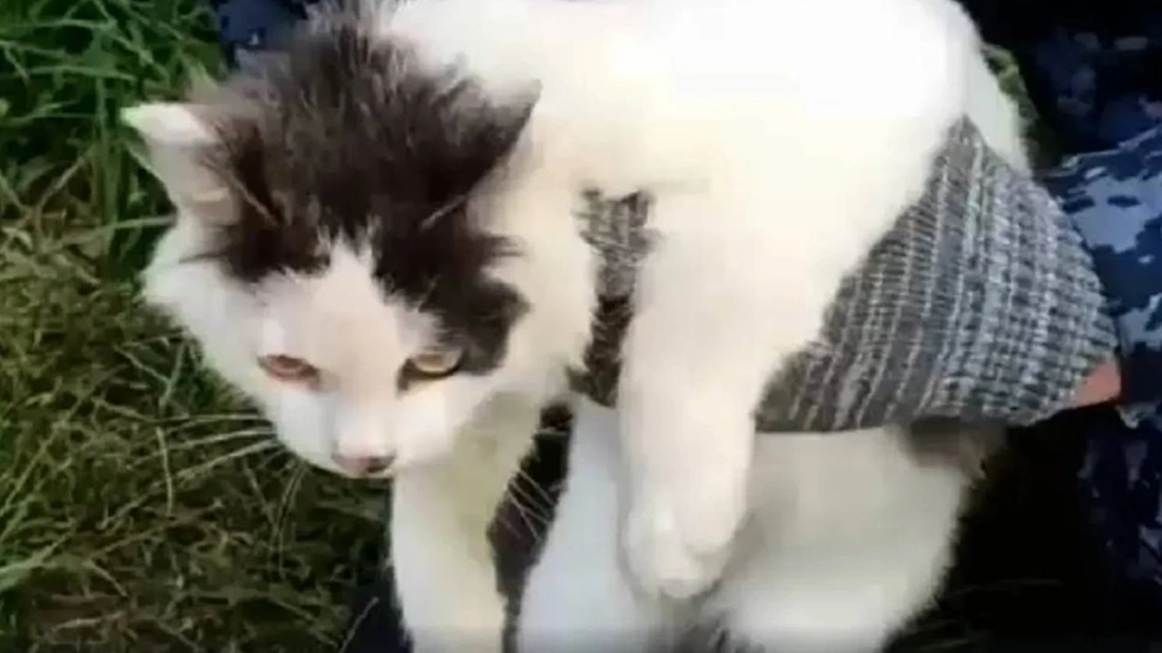 Cezaevine uyuşturucu taşıyan kedi suçüstü yakalandı!