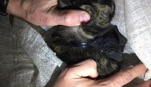 Kurye kedi gözaltına alındı