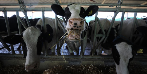 Cezaevinin elektrik ihtiyacı gübreden sağlanıyor!