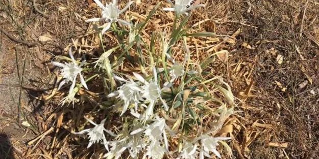 Cezası 220 bin TL’ye varıyor! Bu bitkiyi koparan yandı