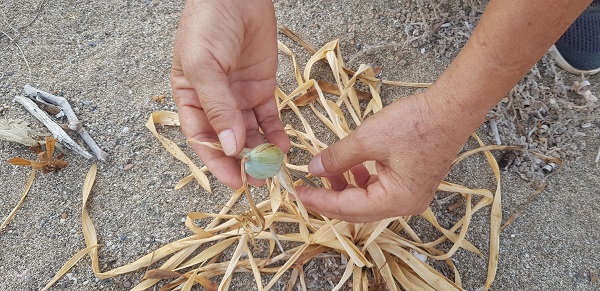 Cezası 244 bin lira! Koparması yasak olan o bitkiyi kuraklık vurdu