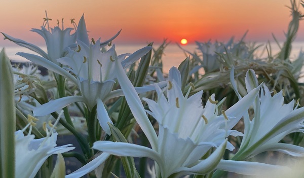 Cezası 244 bin TL! Siz siz olun bu çiçekten uzak durun