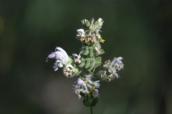 Cezası 387 bin 141 lira! Siz siz olun bu bitkinin yanına yaklaşmayın