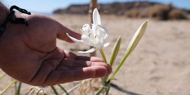 Cezasını duymak bile istemezsiniz! Bu çiçeği koparan yandı