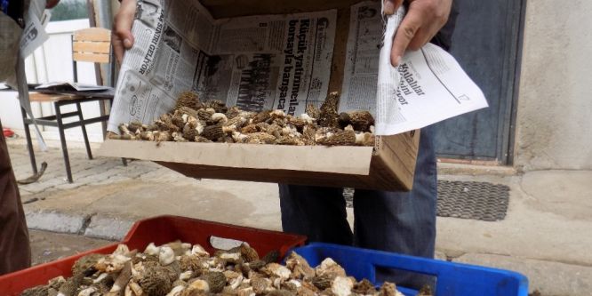 Kuzugöbeği fiyatları düşmüyor