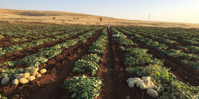 Midyat kavunu pazarlarda yerini aldı