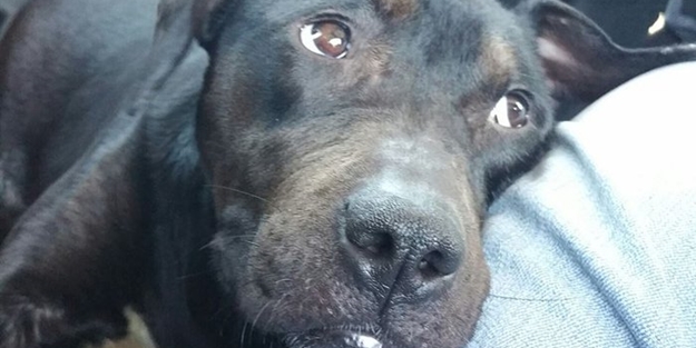 Charlie Bravo'nun acıklı hikayesi - FOTO