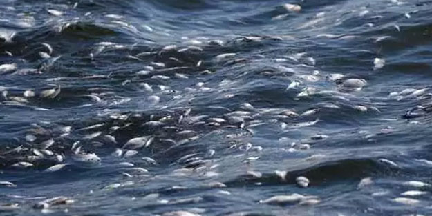 CHP belediyeciliği İzmir Körfezi'ni bitirdi! Balıklardan sonra midyeler de ölüyor