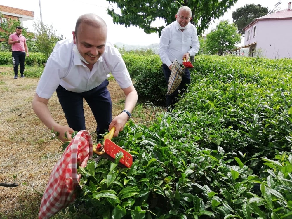 CHP Giresun Milletvekili Tığlı, yaş çay fiyatını iyi buldu, kotayı eleştirdi 