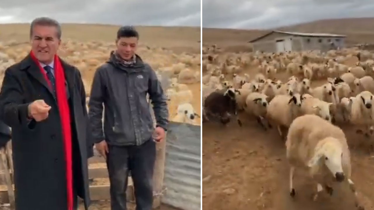 CHP'li Mustafa Sarıgül koyunlara saman ısmarladı!