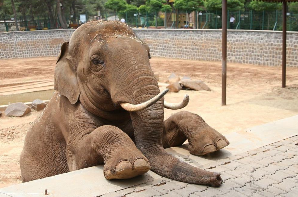 CHP nereye el atsa rezil oluyor! İşte yaşancı Ali Mahir’in ÖLDÜ dediği fil