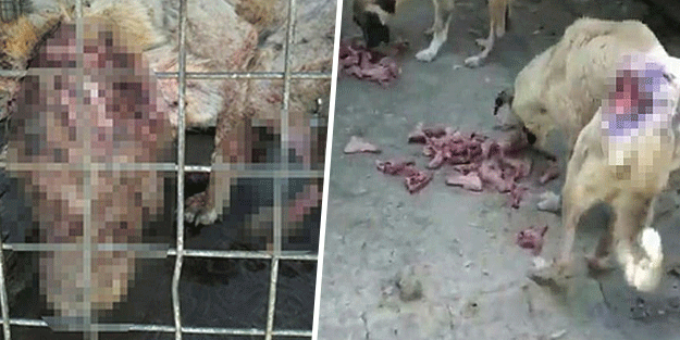 CHP vahşete sessiz! Hayvan barınağındaki köpeklerin içler acısı hali büyük tepki topladı