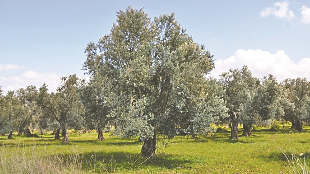 CHP ve avanesinin bir yalanı daha çöktü! Zeytin ağaçları kesilmeyecek taşınacak