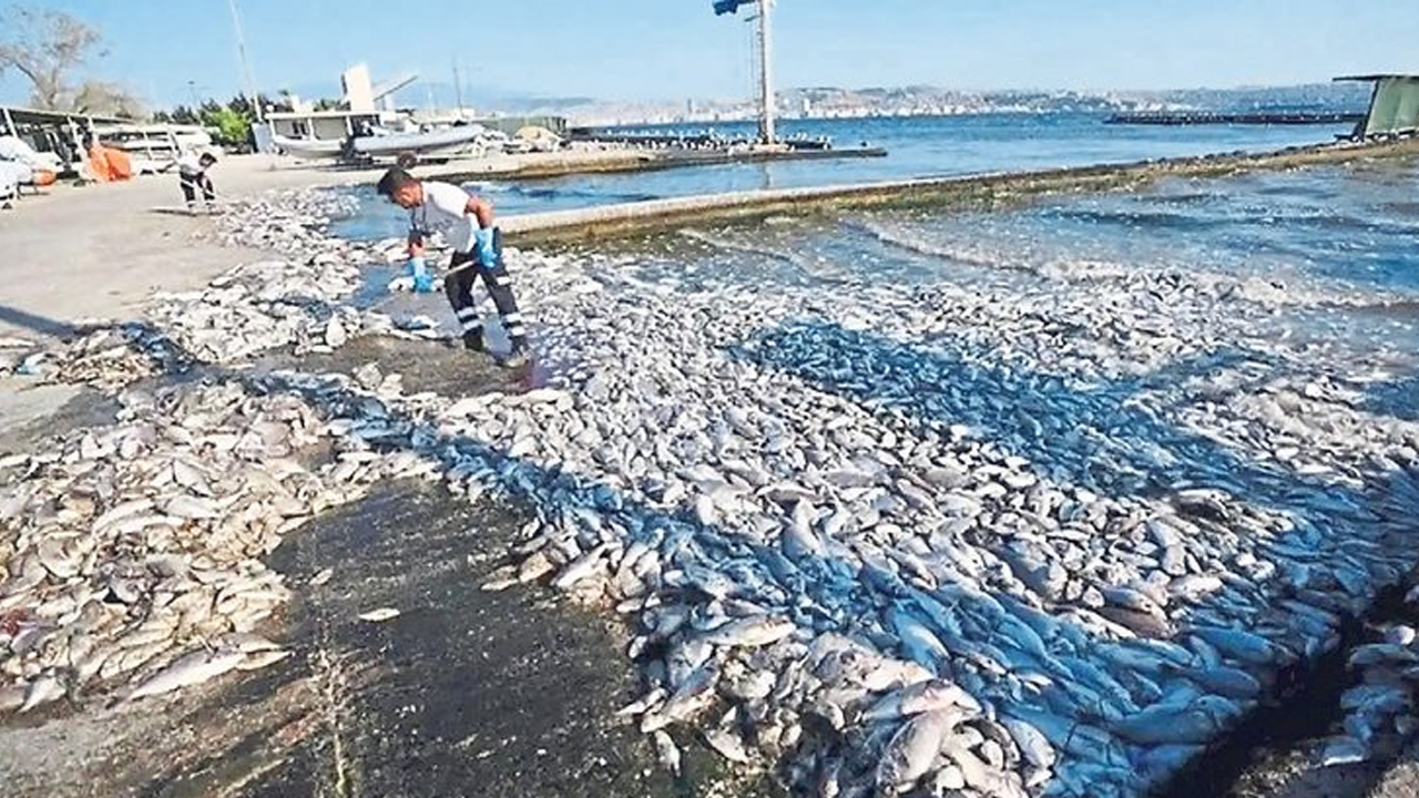 'CHP'den alkoliklere bedava balık hizmeti' İzmir Körfezi ölü balıktan geçilmiyor!